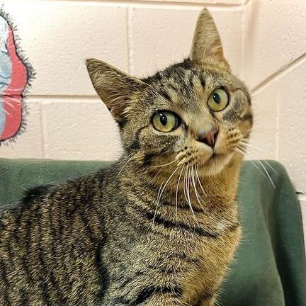 Maggie, Adoptable, Senior Female Domestic Short Hair.