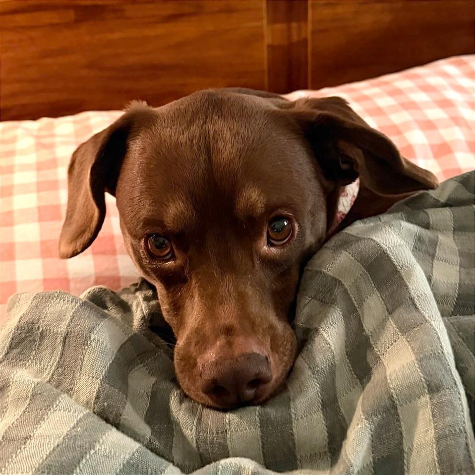 Molly, Adoptable, Senior Female Mixed Breed.