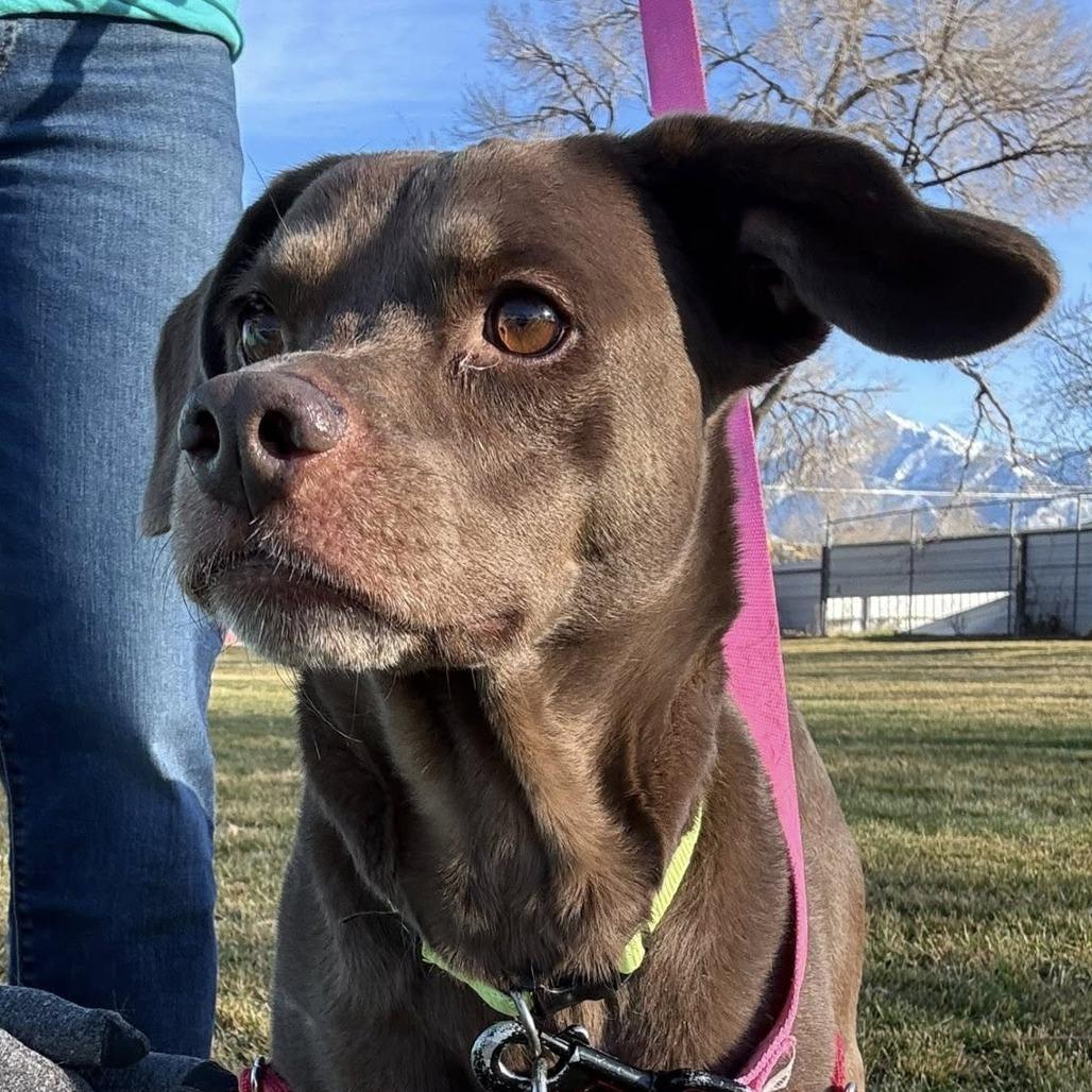 Enlarge Molly, a Adoptable Mixed Breed in Murray, UT image 2/4
