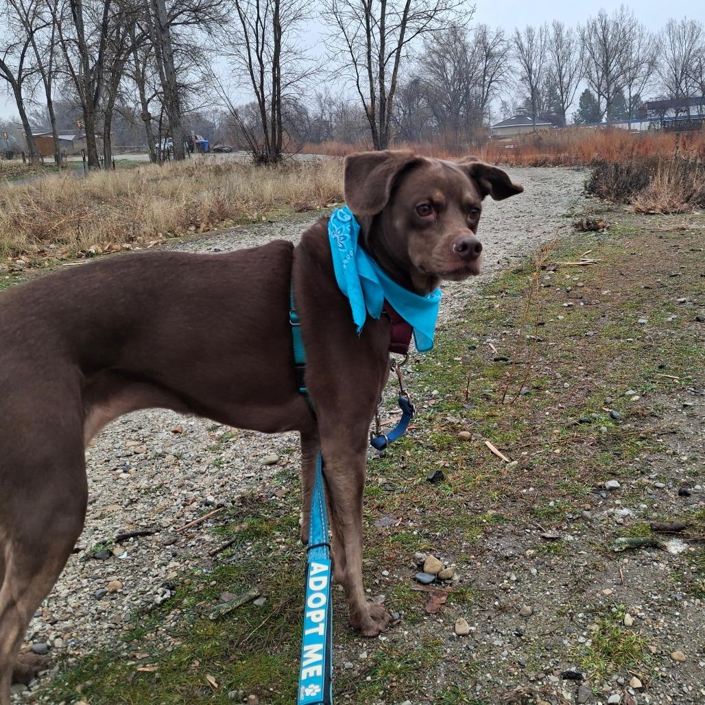 Enlarge Molly, a Adoptable Mixed Breed in Murray, UT image 3/4