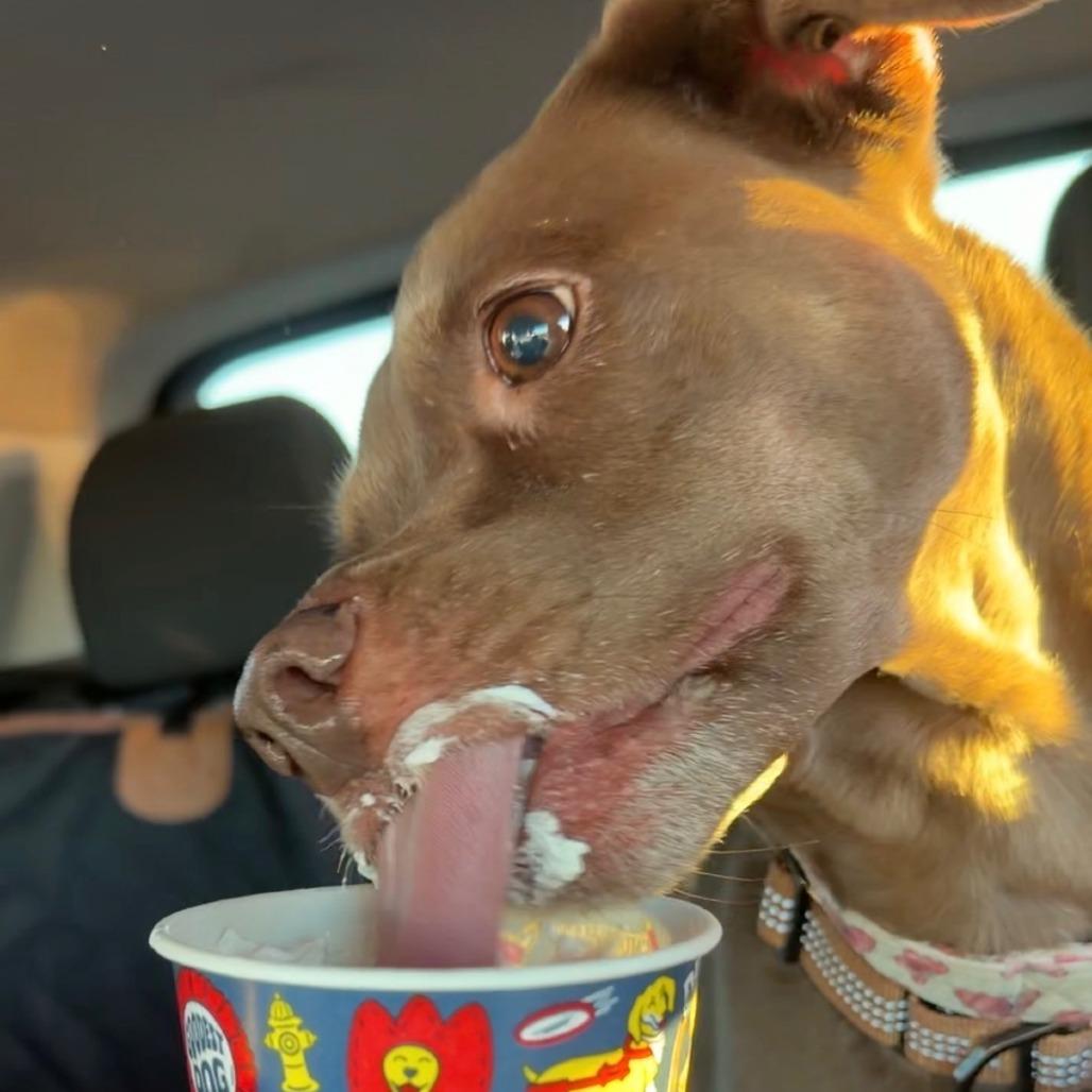 Enlarge Molly, a Adoptable Mixed Breed in Murray, UT image 4/4