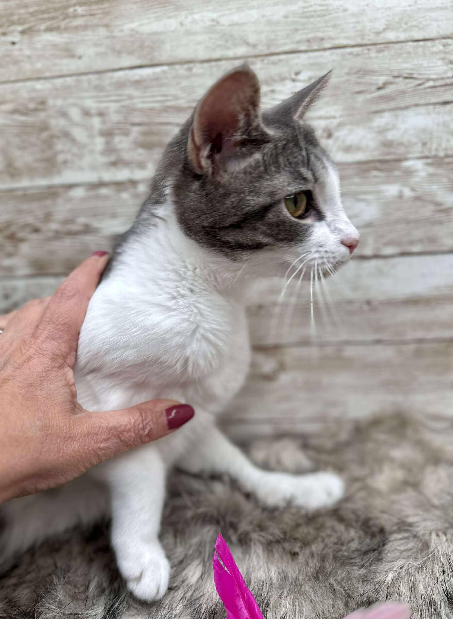 Enlarge Fievel, a Adoptable Domestic Short Hair in Lexington, KY image 2/3