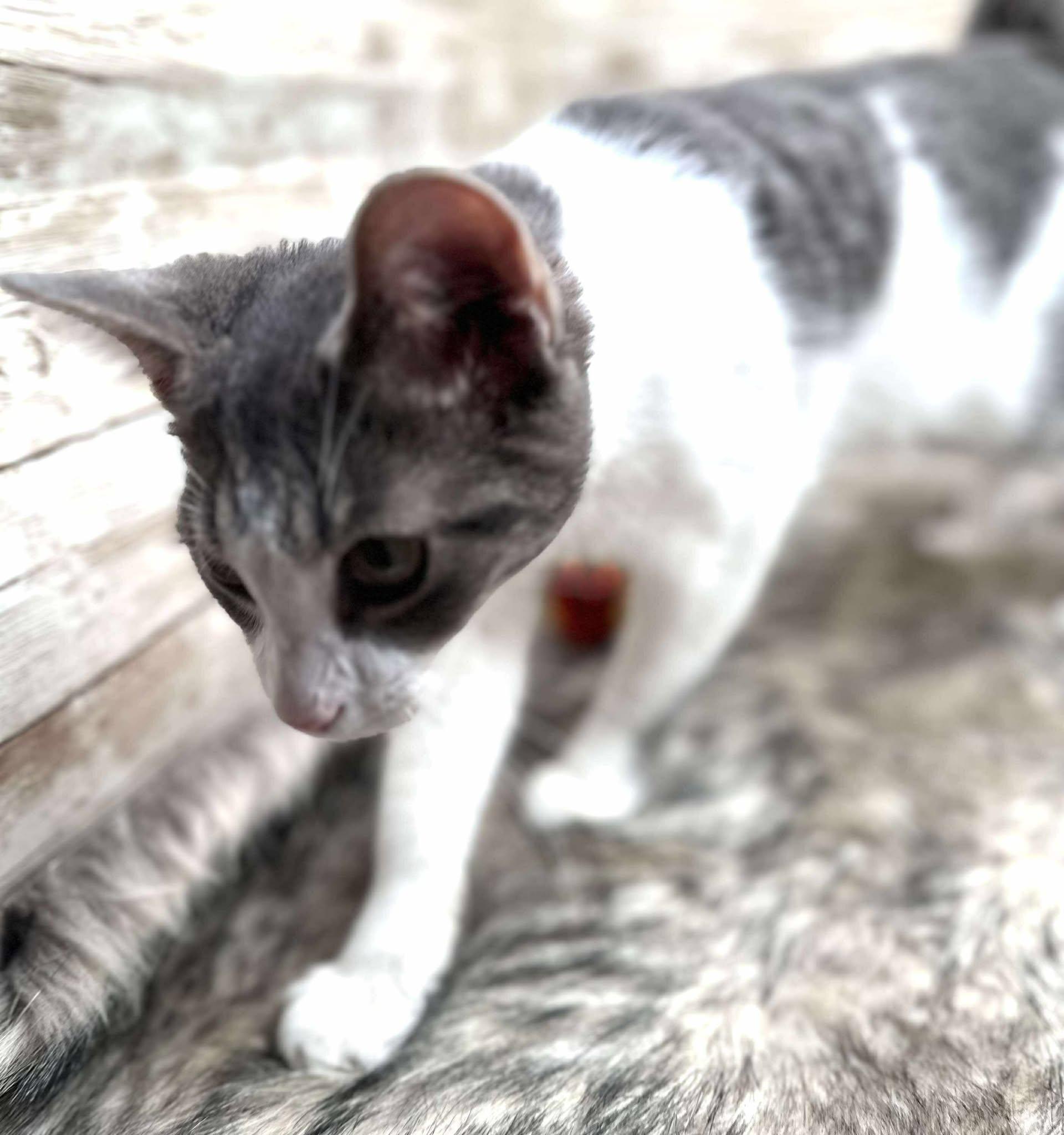 Fievel, Adoptable, Kitten Male Domestic Short Hair.