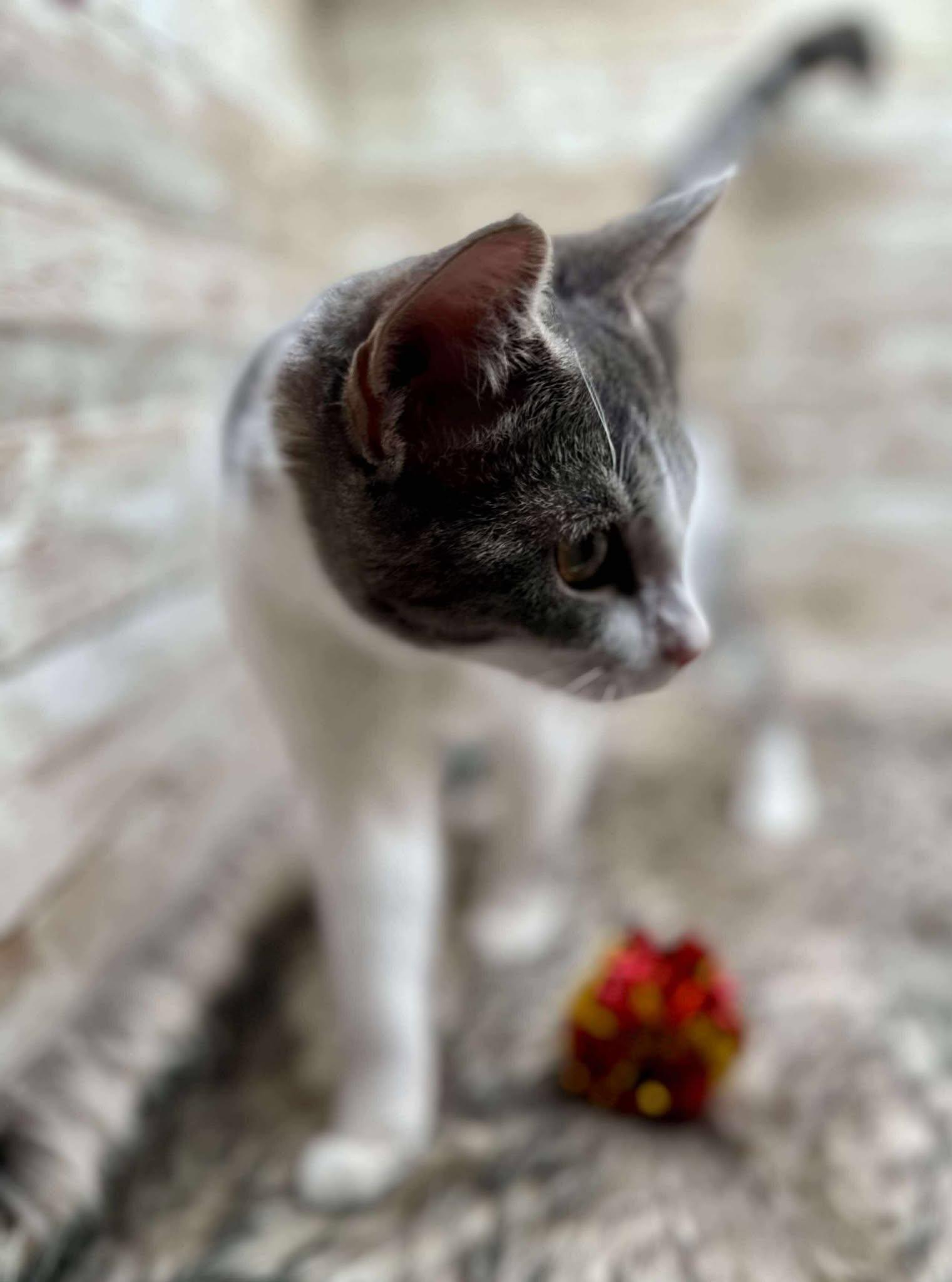 Enlarge Fievel, a Adoptable Domestic Short Hair in Lexington, KY image 3/3