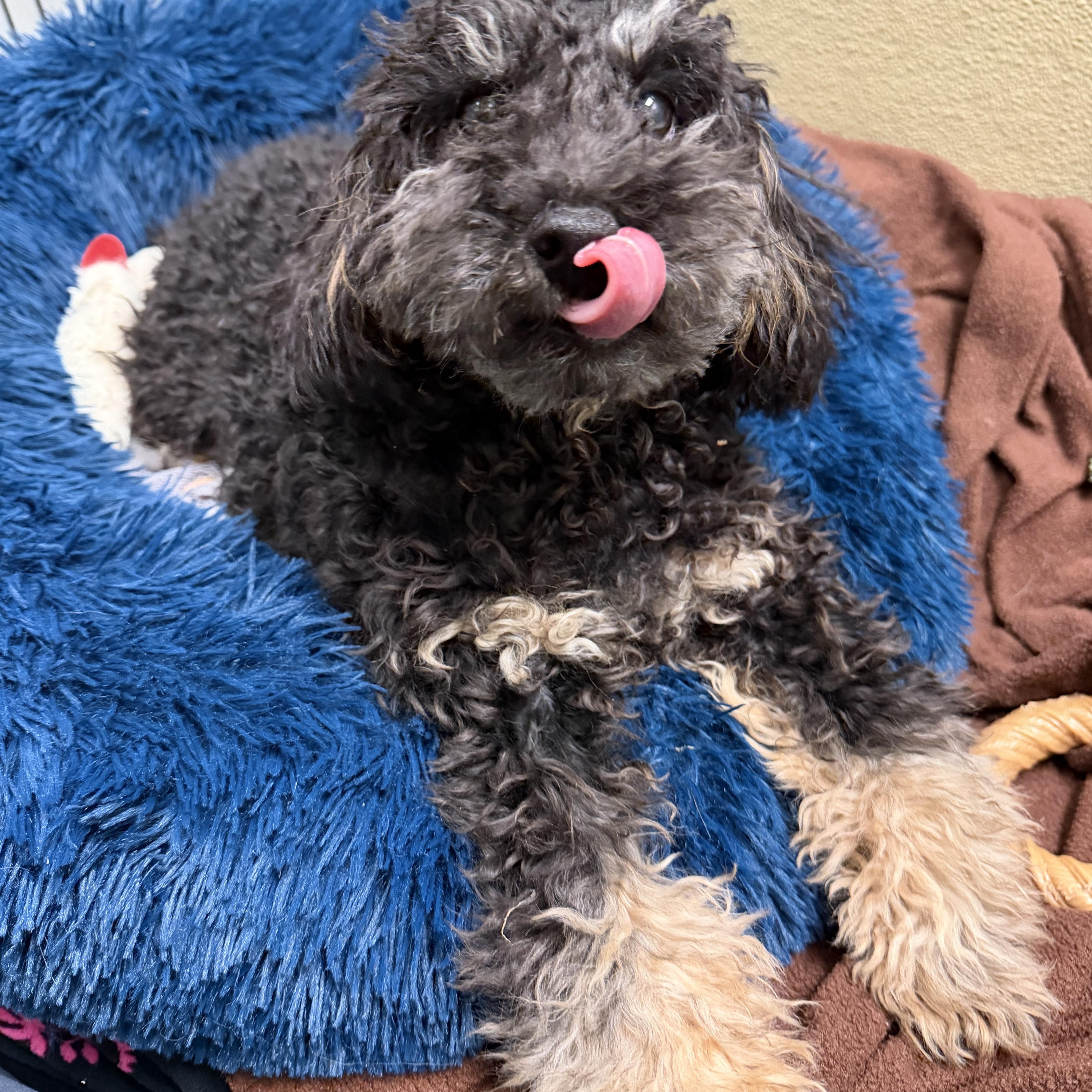 Enlarge Gilbert, an adopted Miniature Poodle in Ocean City, NJ image 2/2