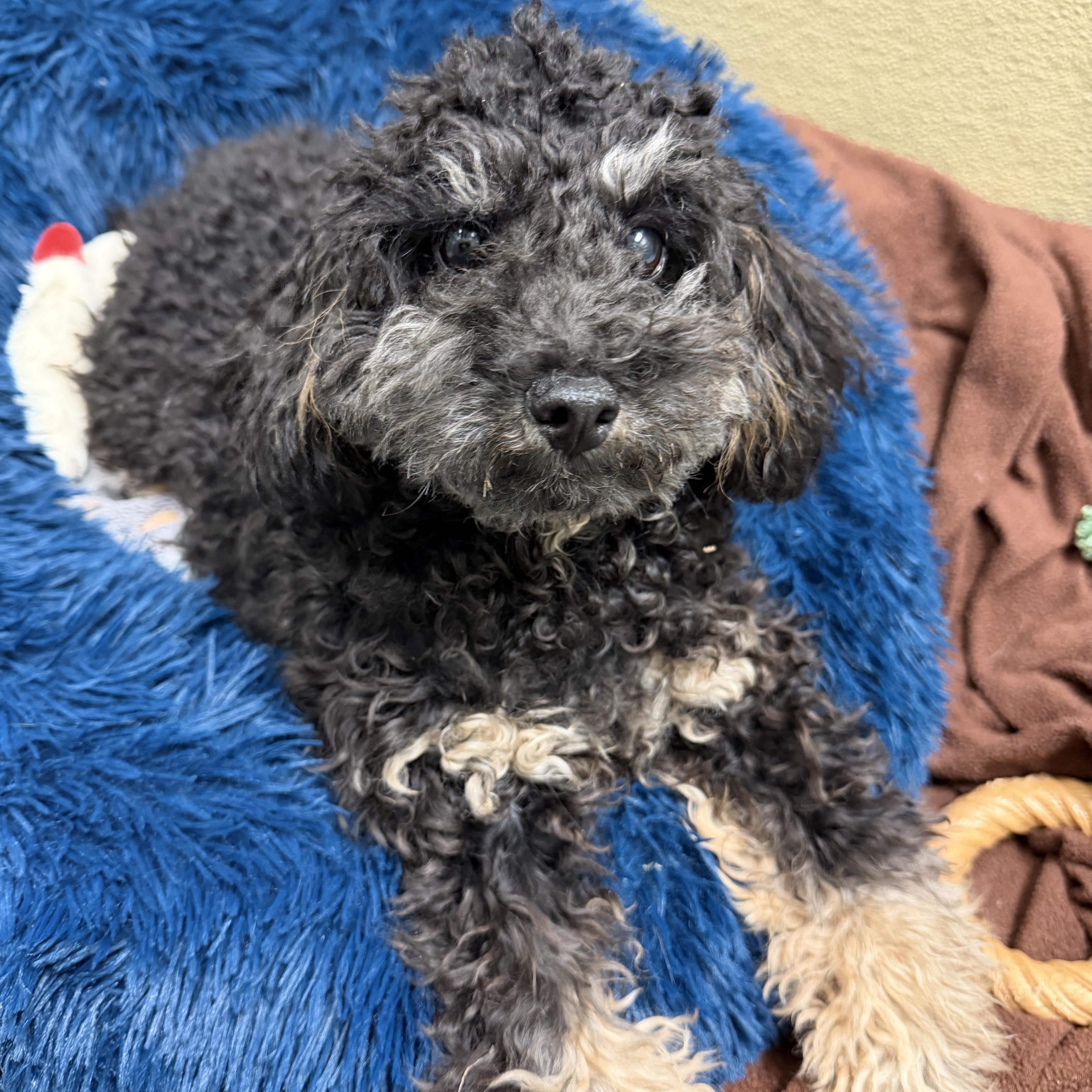 Enlarge Gilbert, an adopted Miniature Poodle in Ocean City, NJ image 1/2