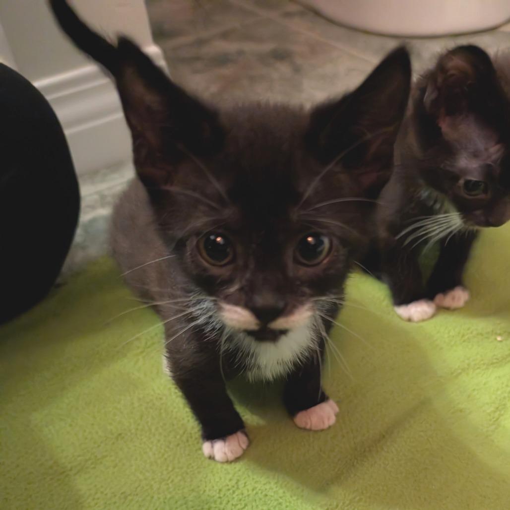 Quebe, Adoptable, Kitten Female Domestic Short Hair.
