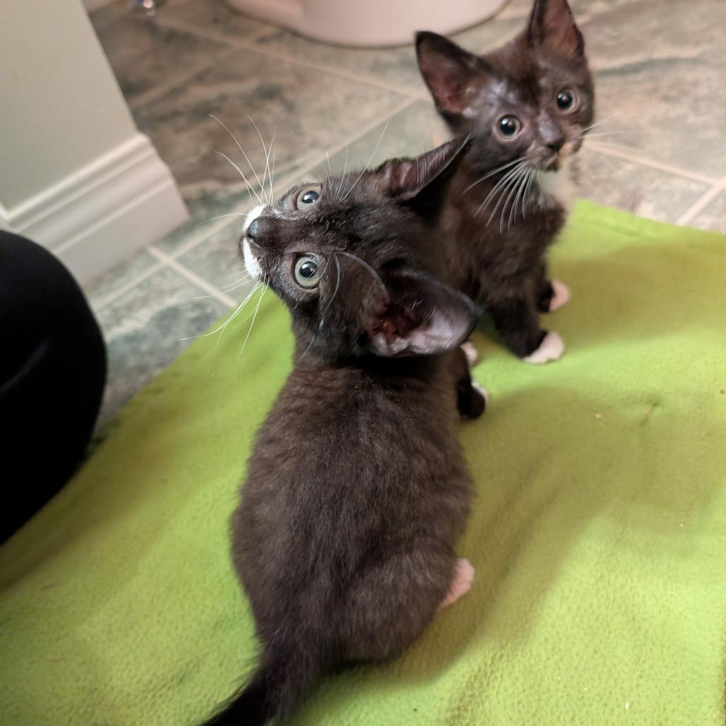 Enlarge Quebe, a Adoptable Domestic Short Hair in Abbotsford, BC image 2/6
