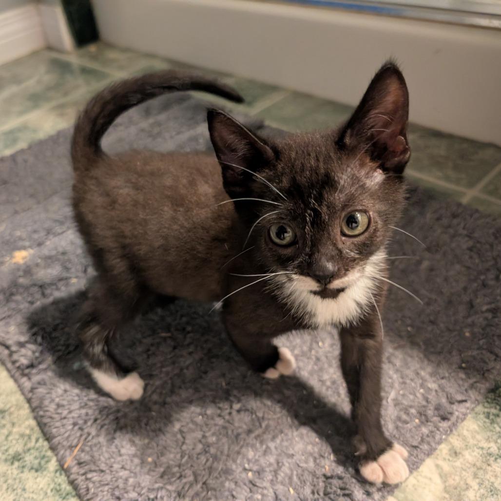Enlarge Quebe, a Adoptable Domestic Short Hair in Abbotsford, BC image 5/6