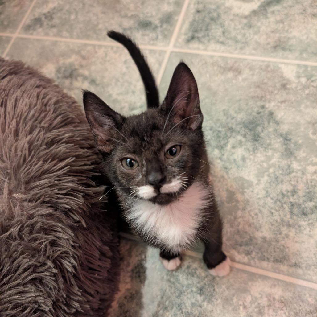 Enlarge Quebe, a Adoptable Domestic Short Hair in Abbotsford, BC image 6/6