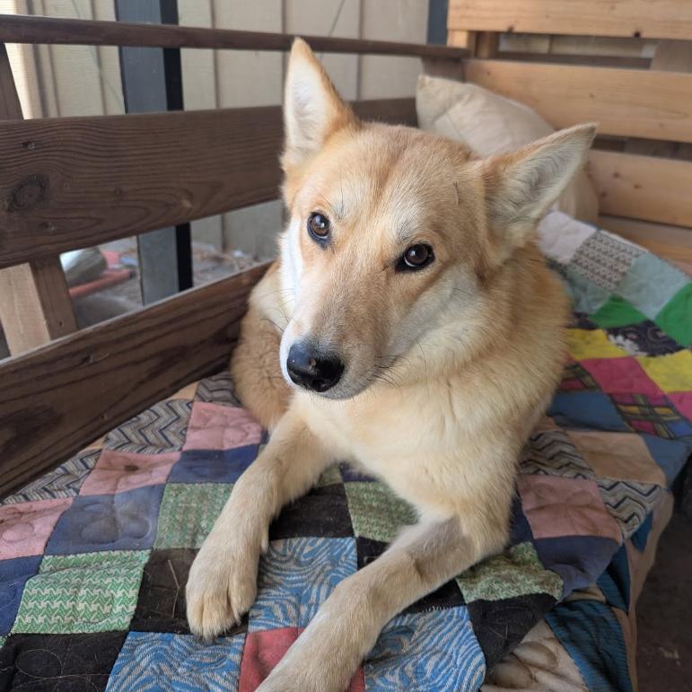 Foxy Lady, Adoptable, Young Female Husky & Mixed Breed.