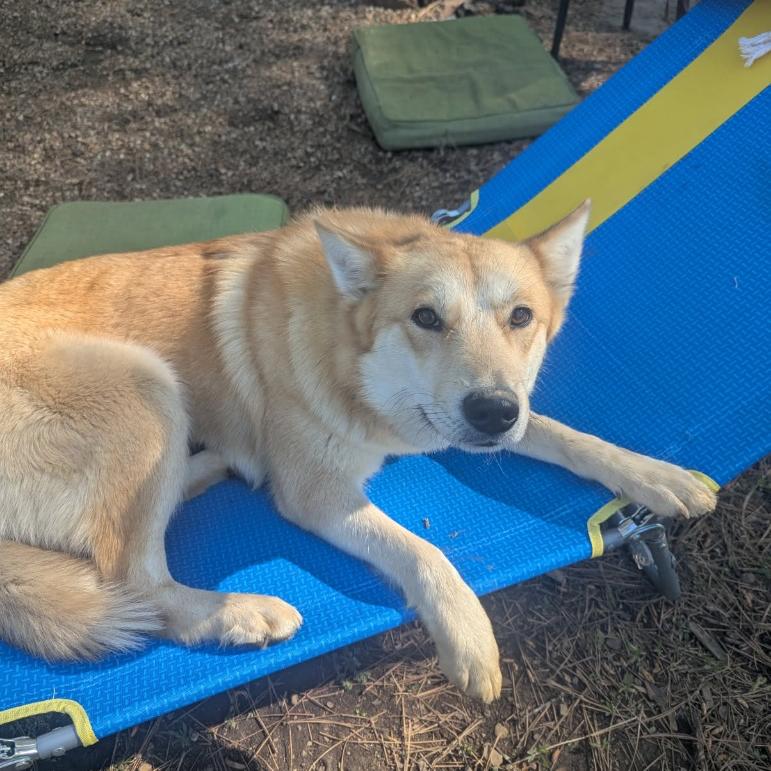 Enlarge Foxy Lady, a Adoptable mixed breed in Fayetteville, AR image 2/6