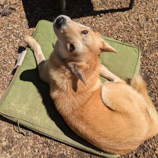 Enlarge Foxy Lady, a Adoptable mixed breed in Fayetteville, AR image 3/6