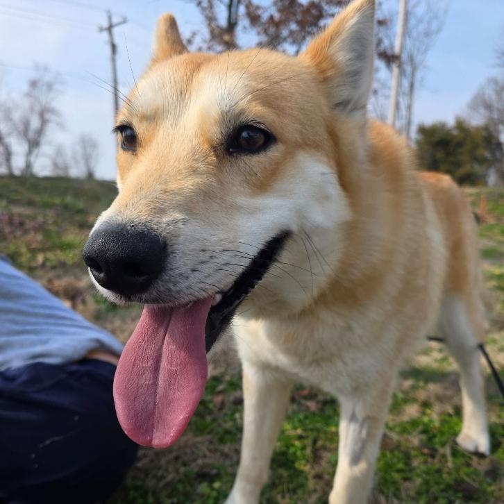 Enlarge Foxy Lady, a Adoptable mixed breed in Fayetteville, AR image 4/6