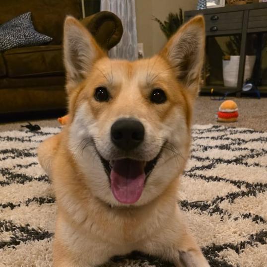 Enlarge Foxy Lady, a Adoptable mixed breed in Fayetteville, AR image 5/6