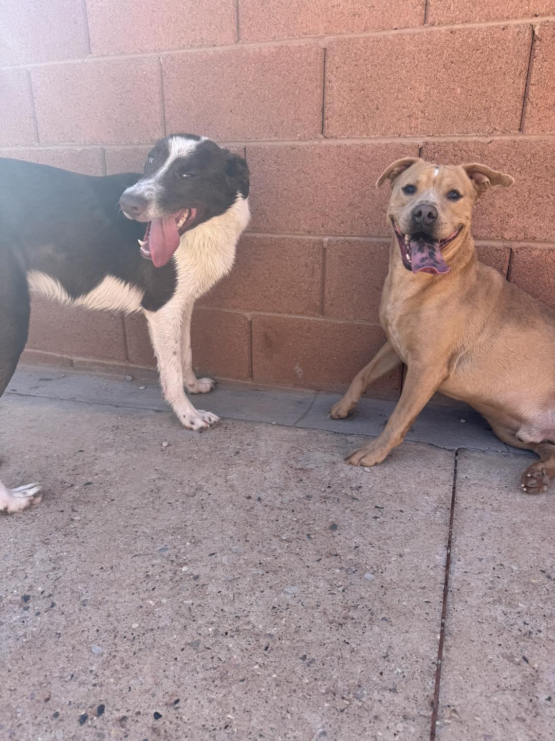 Whiskey, Adoptable, Young Male Border Collie.