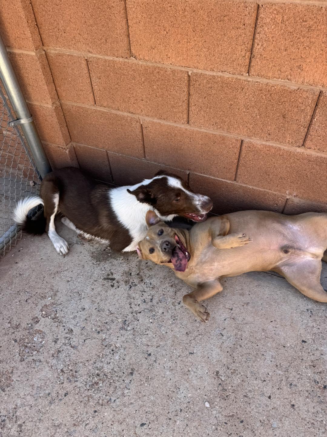 Whiskey, a Adoptable Border Collie in Ivins, UT image 3/3