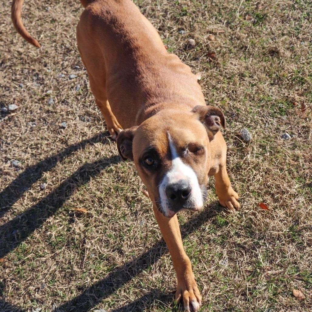 Odinette, Adoptable, Adult Female Pit Bull Terrier.