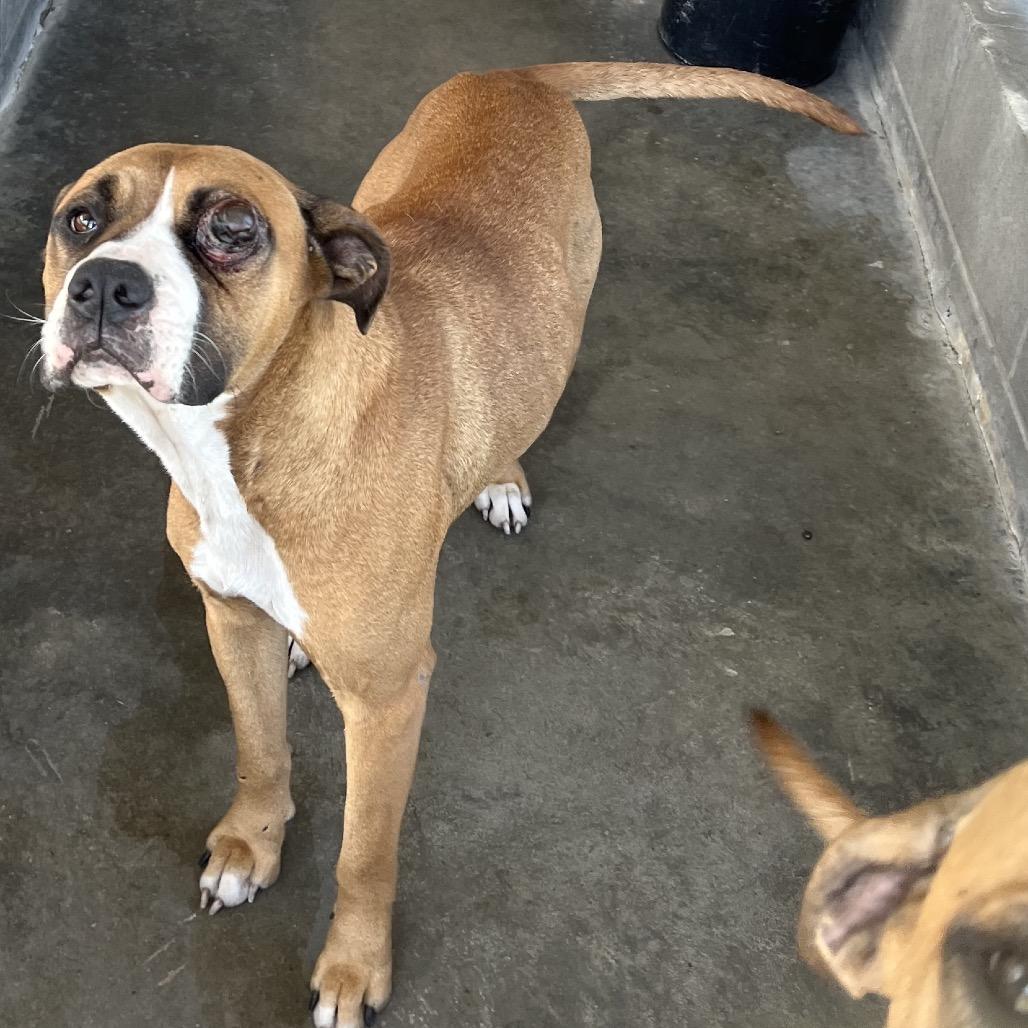 Odinette, Adoptable, Adult Female Pit Bull Terrier.