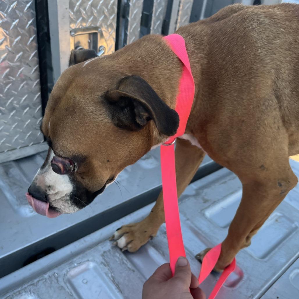 Enlarge Odinette, a Adoptable Pit Bull Terrier in Richmond Hill, GA image 2/3