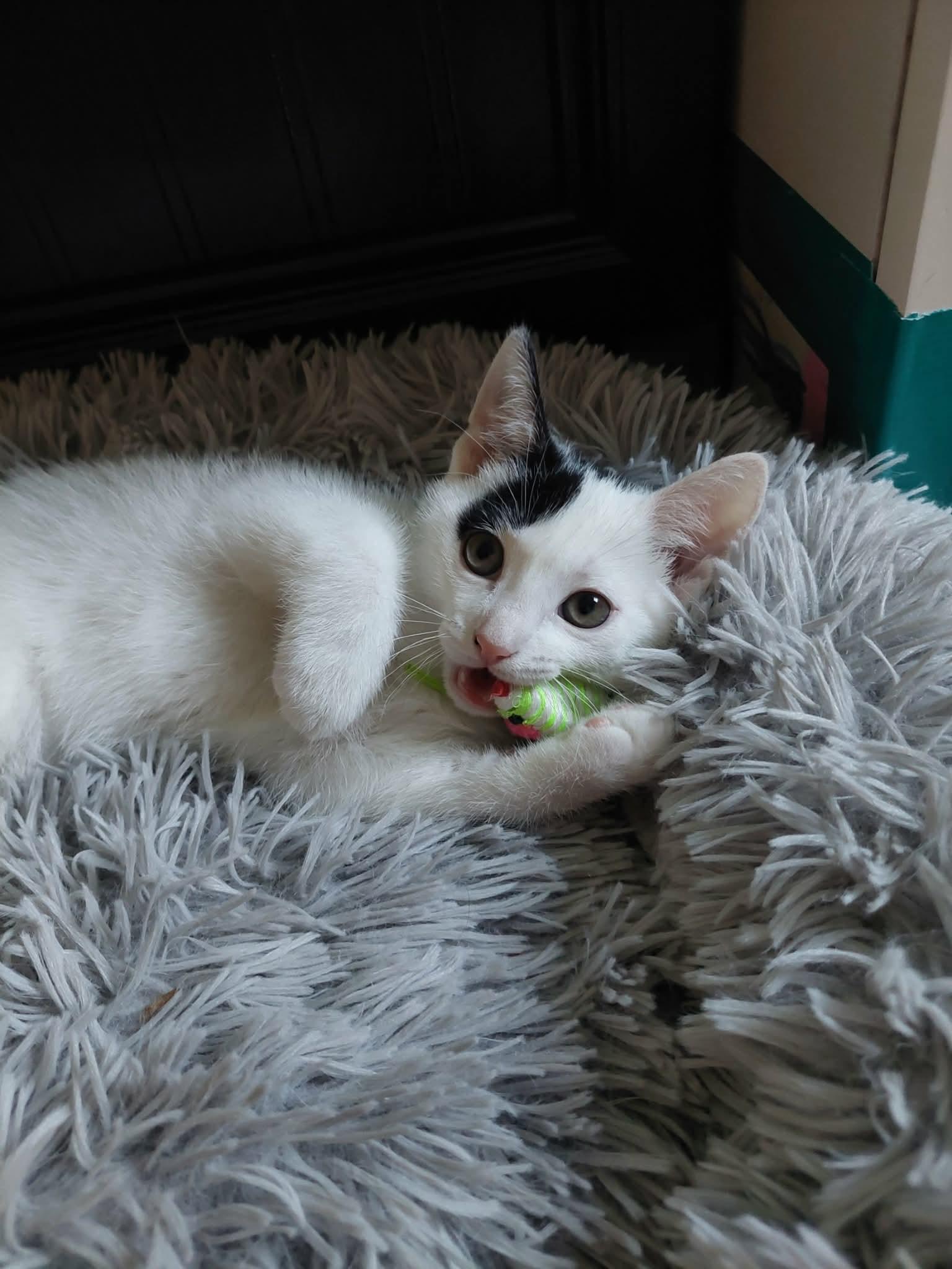 Marcus & Maddie, adopted, Young Female Domestic Short Hair.