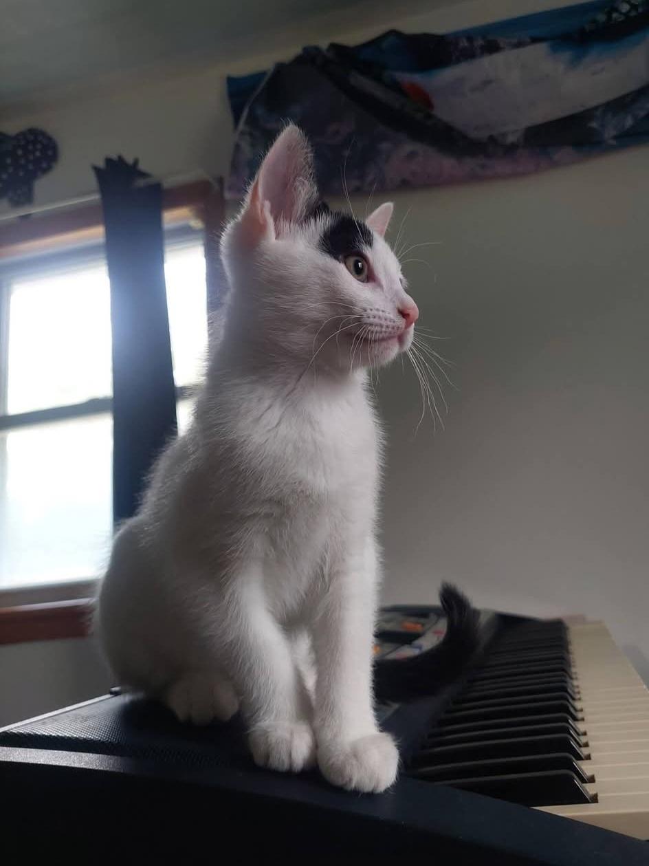 Marcus & Maddie, an adopted Domestic Short Hair in Williamsport, PA image 4/4