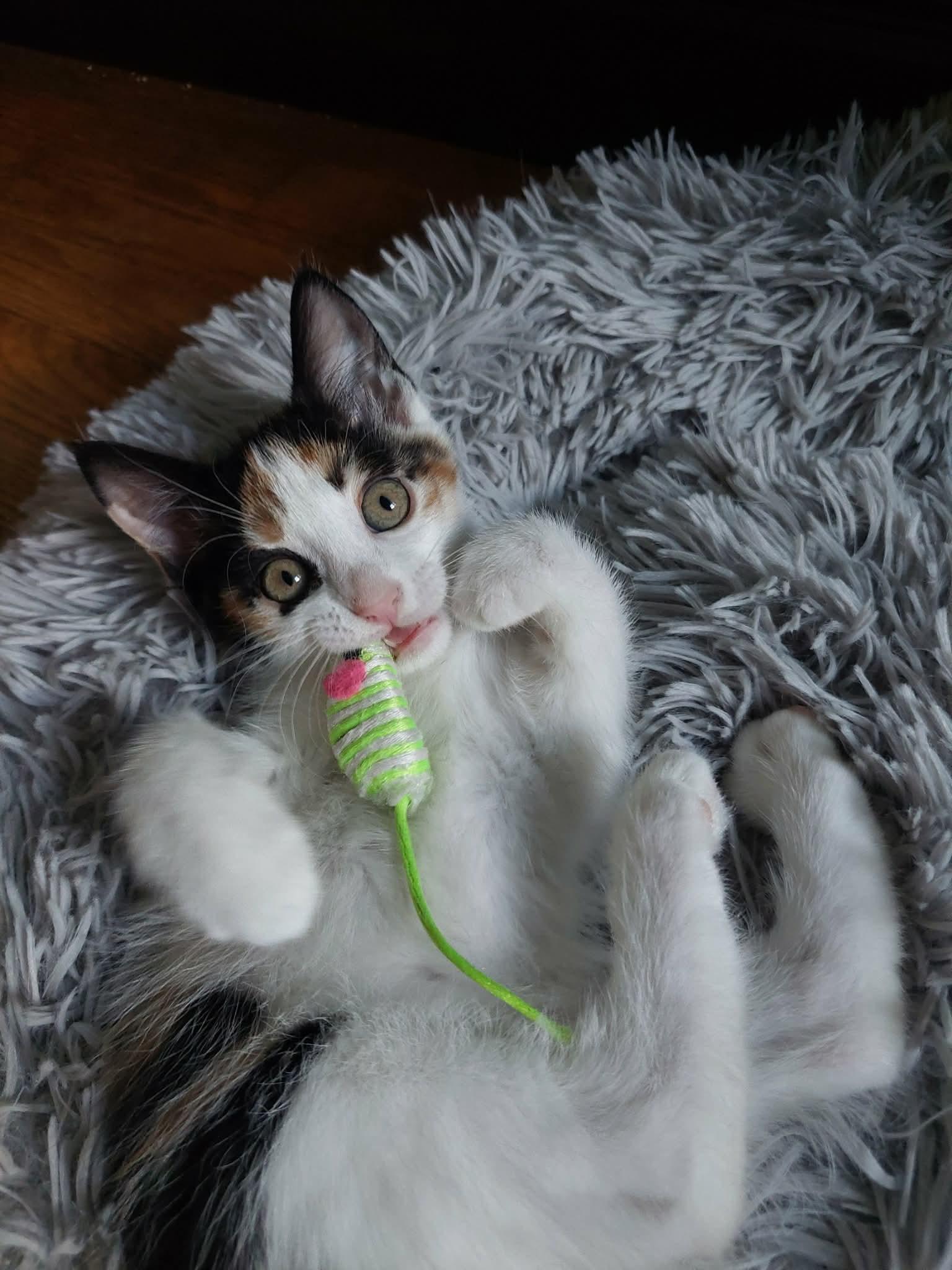 Marcus & Maddie, an adopted Domestic Short Hair in Williamsport, PA image 2/4