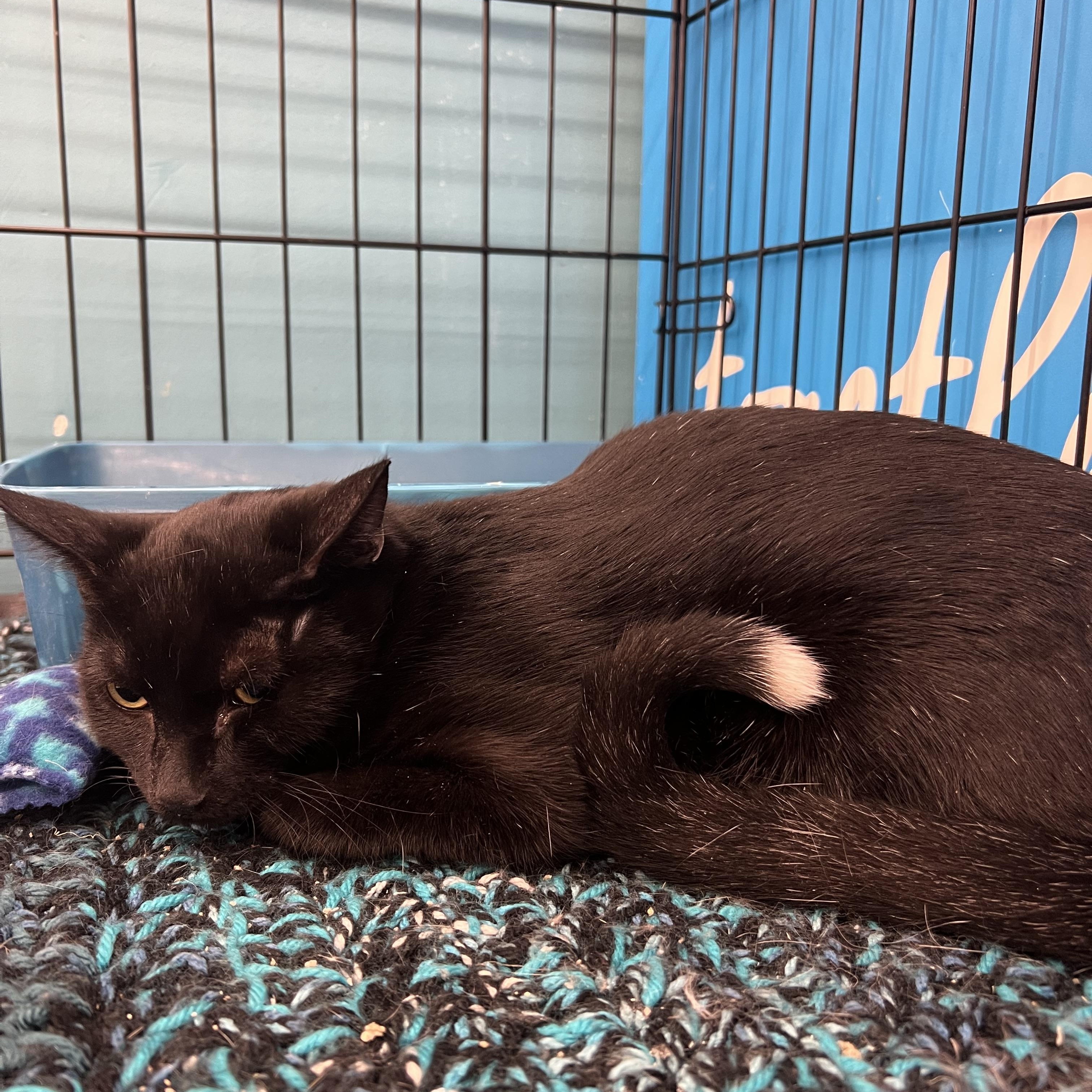 Onyx, Adoptable, Young Male Domestic Short Hair.