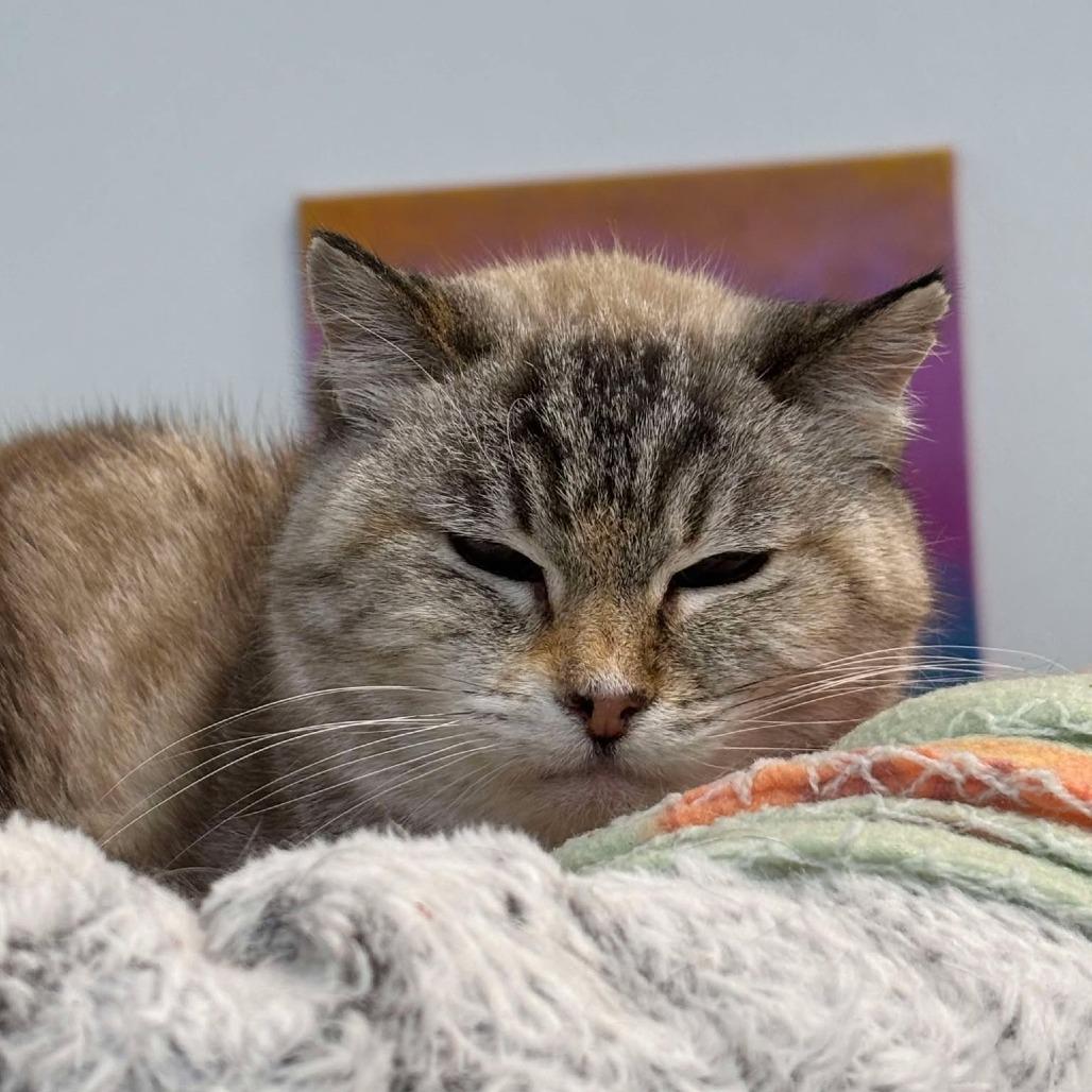Enlarge Wendy, a Adoptable Siamese in Sheridan, WY image 1/1