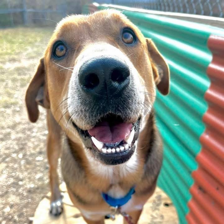 Lenny — thumbnail 6