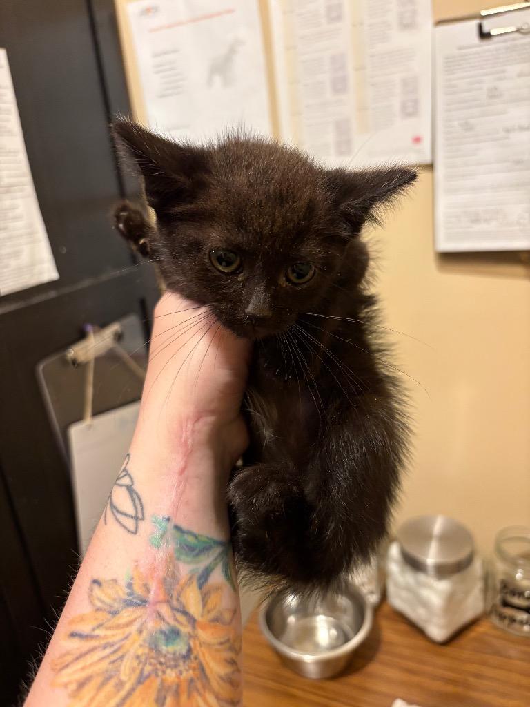 Enlarge Jay, a Adoptable mixed breed in Parsons, WV image 2/3