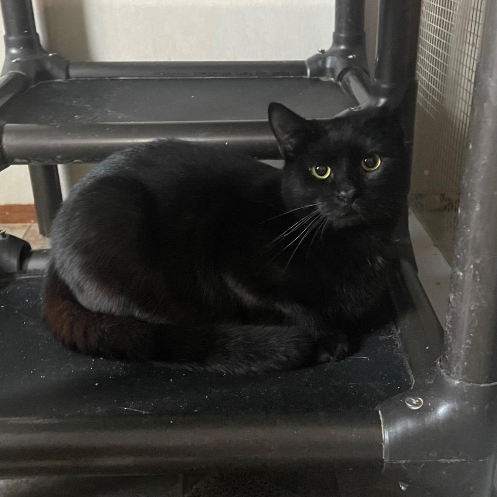 Enlarge Jay, a Adoptable mixed breed in Parsons, WV image 3/3