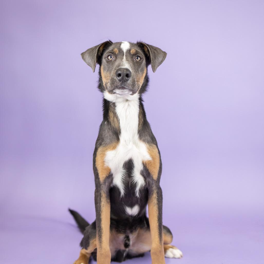 Marty, Adoptable, Young Male Mixed Breed.