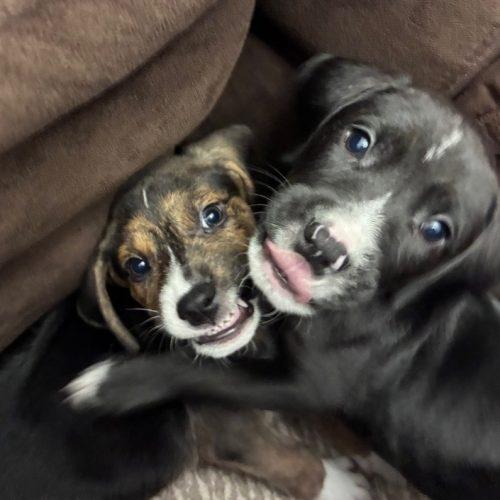 Atlas, Adoptable, Puppy Male Labrador Retriever & Hound.