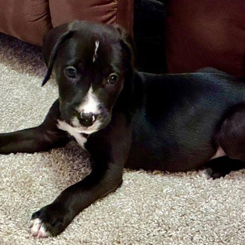 Atlas, a Adoptable mixed breed in Sanford, NC image 3/5