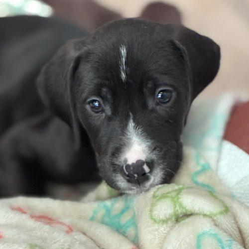 Atlas, a Adoptable mixed breed in Sanford, NC image 4/5