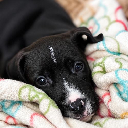 Atlas, a Adoptable mixed breed in Sanford, NC image 5/5