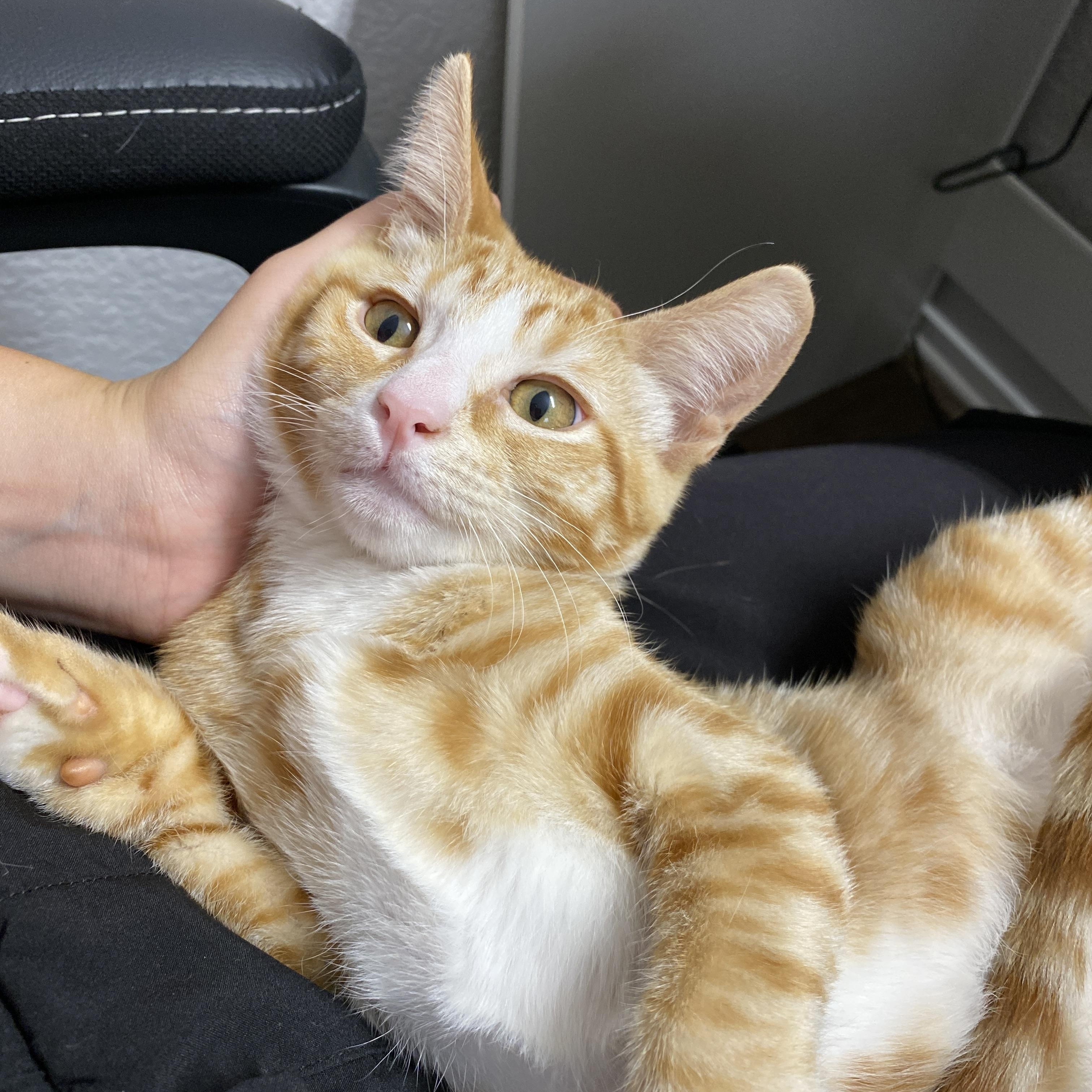 Enlarge Talus, a Adopted Domestic Short Hair in Davis, CA image 1/6