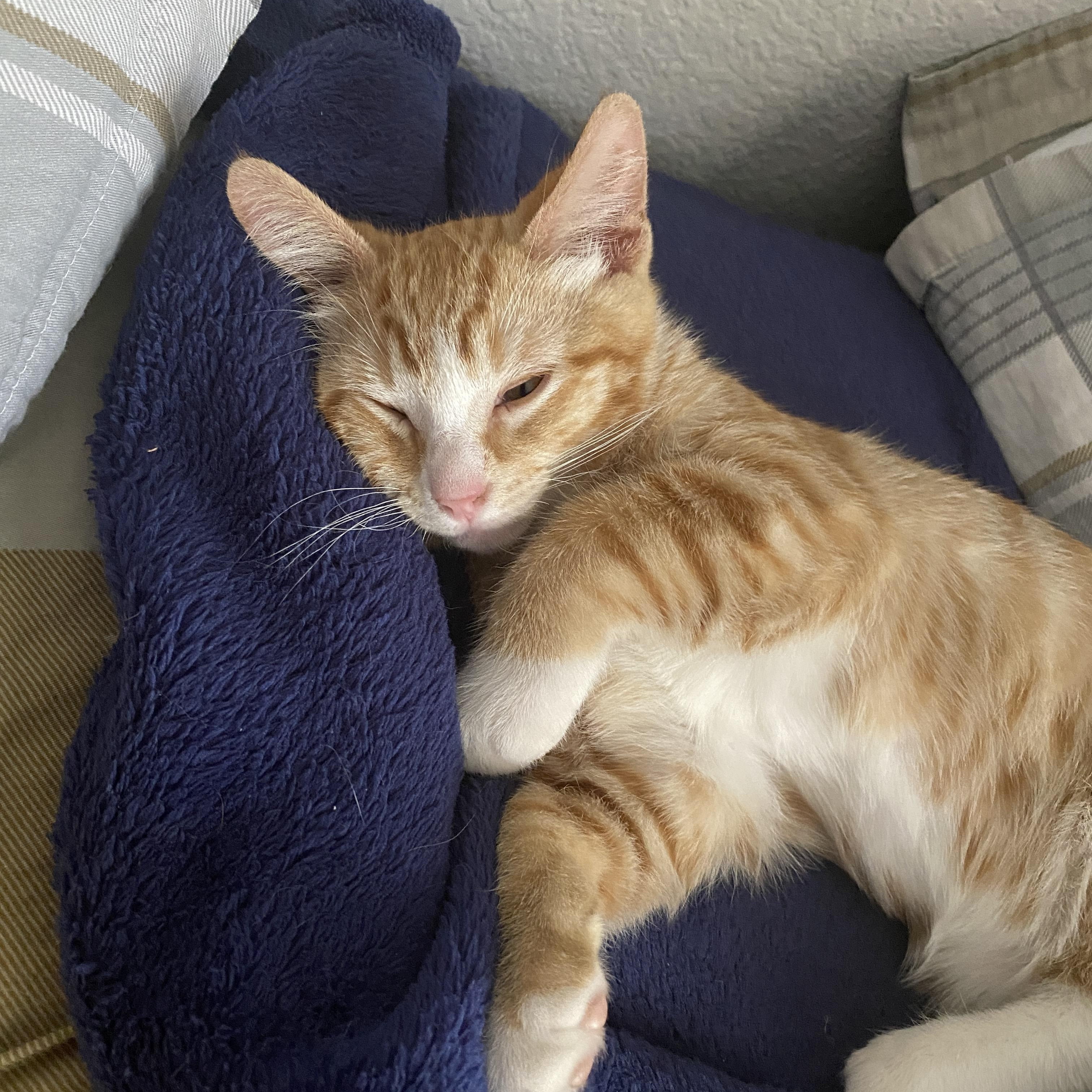 Enlarge Talus, a Adopted Domestic Short Hair in Davis, CA image 4/6