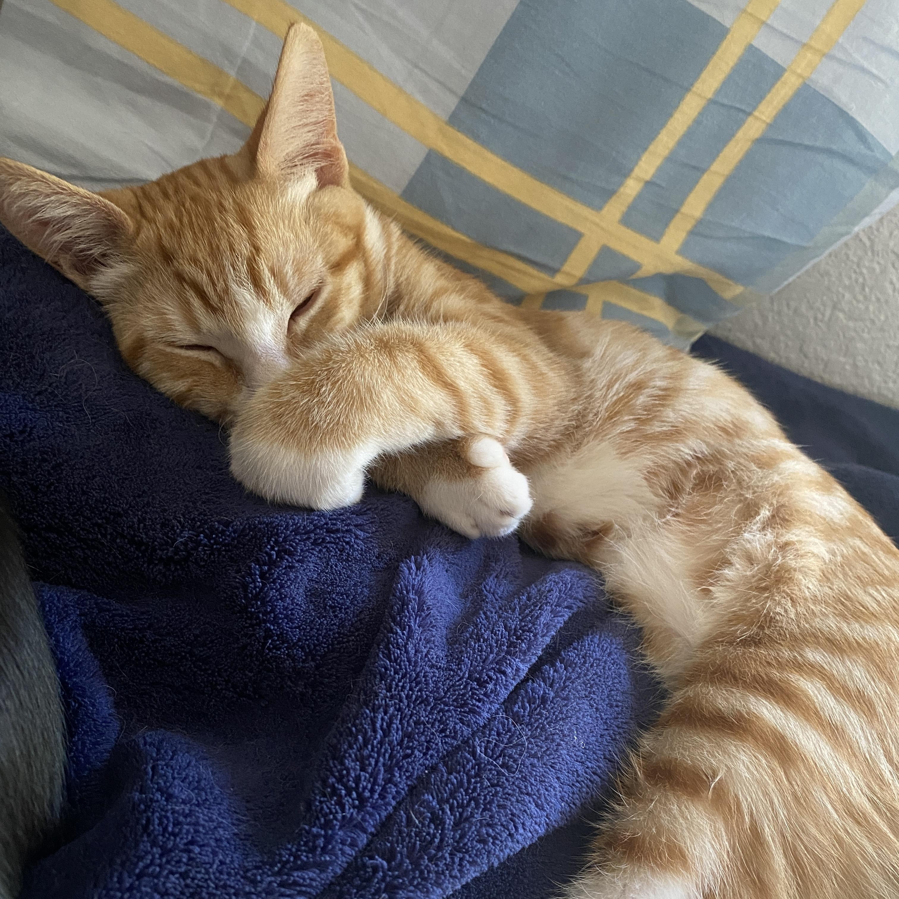 Enlarge Talus, a Adopted Domestic Short Hair in Davis, CA image 5/6