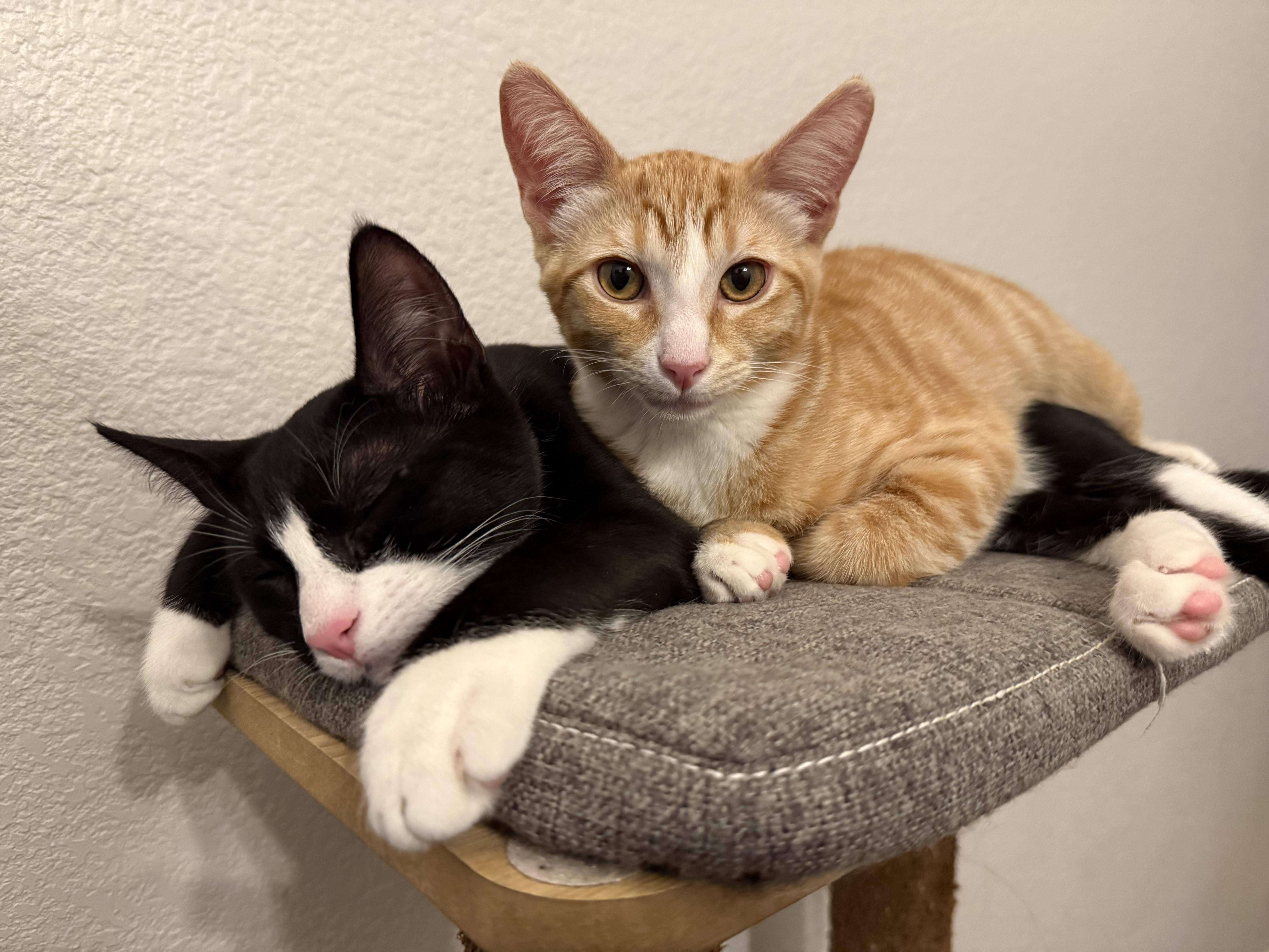 Enlarge Talus, a Adopted Domestic Short Hair in Davis, CA image 6/6