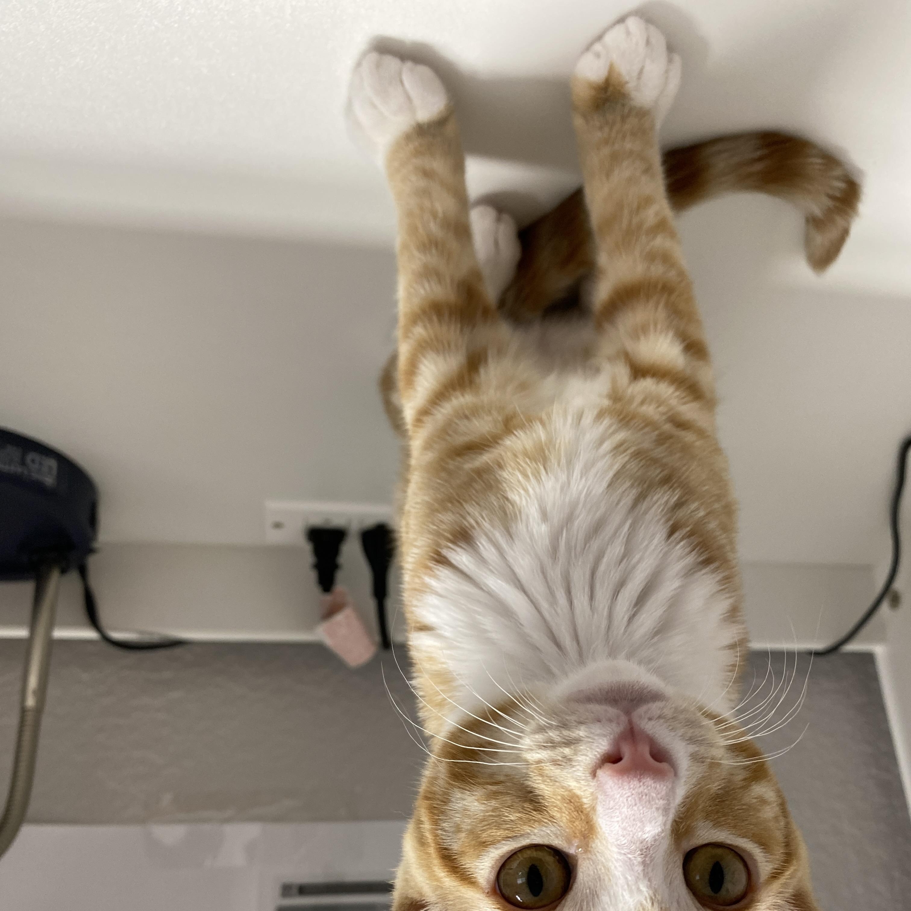 Enlarge Talus, a Adopted Domestic Short Hair in Davis, CA image 2/6