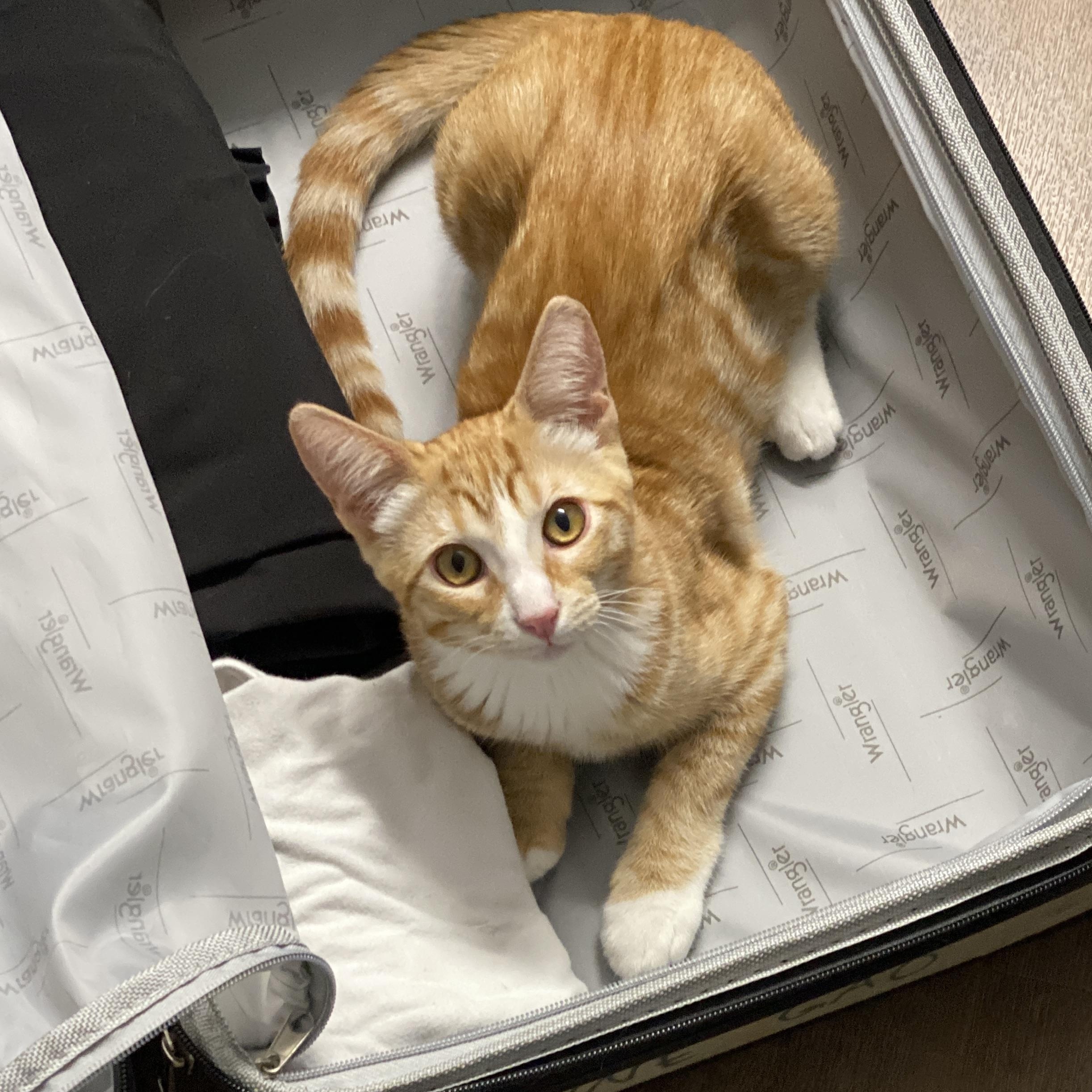 Enlarge Talus, a Adopted Domestic Short Hair in Davis, CA image 3/6
