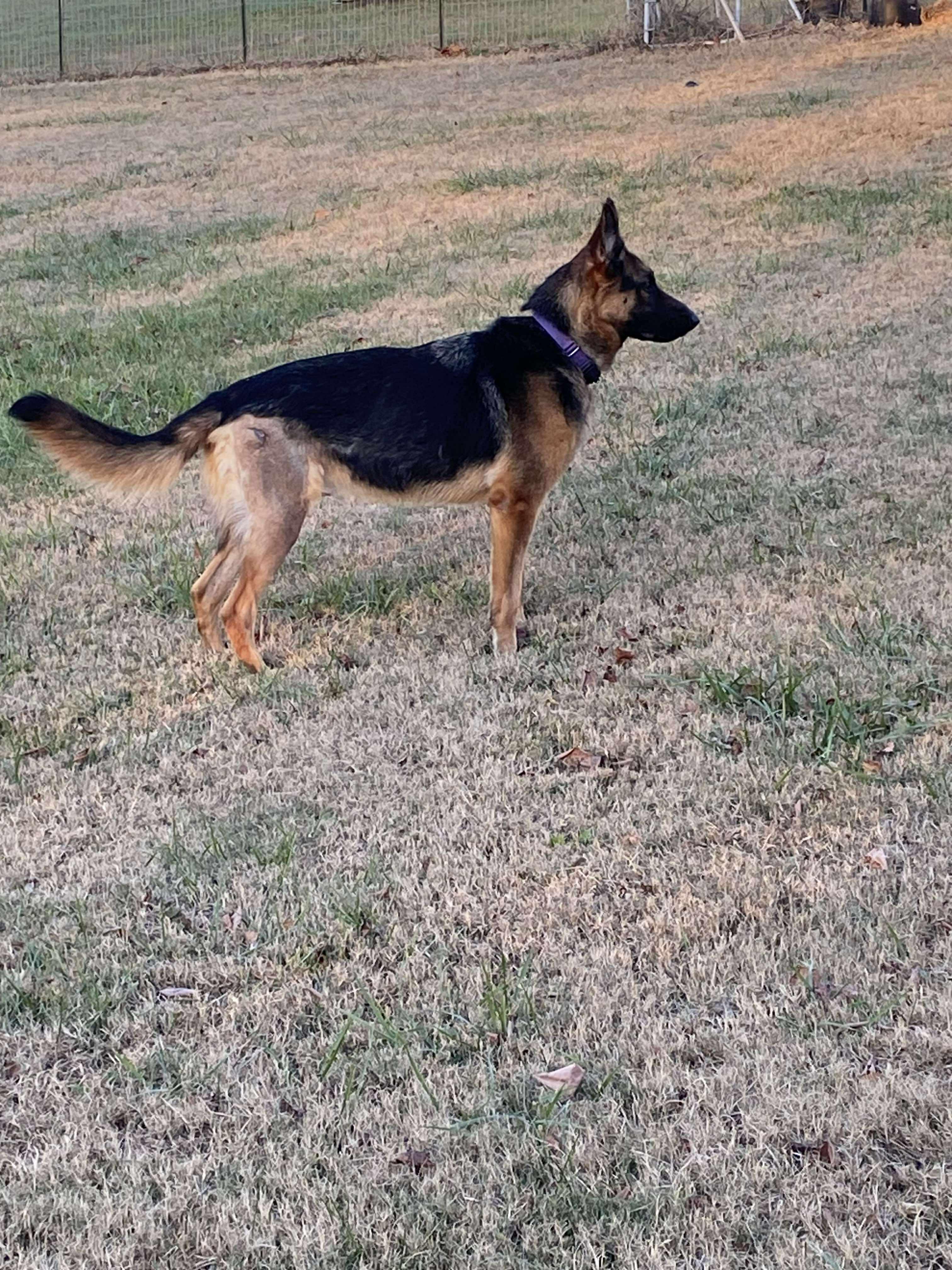 Naomi (CAT TOLERANT)