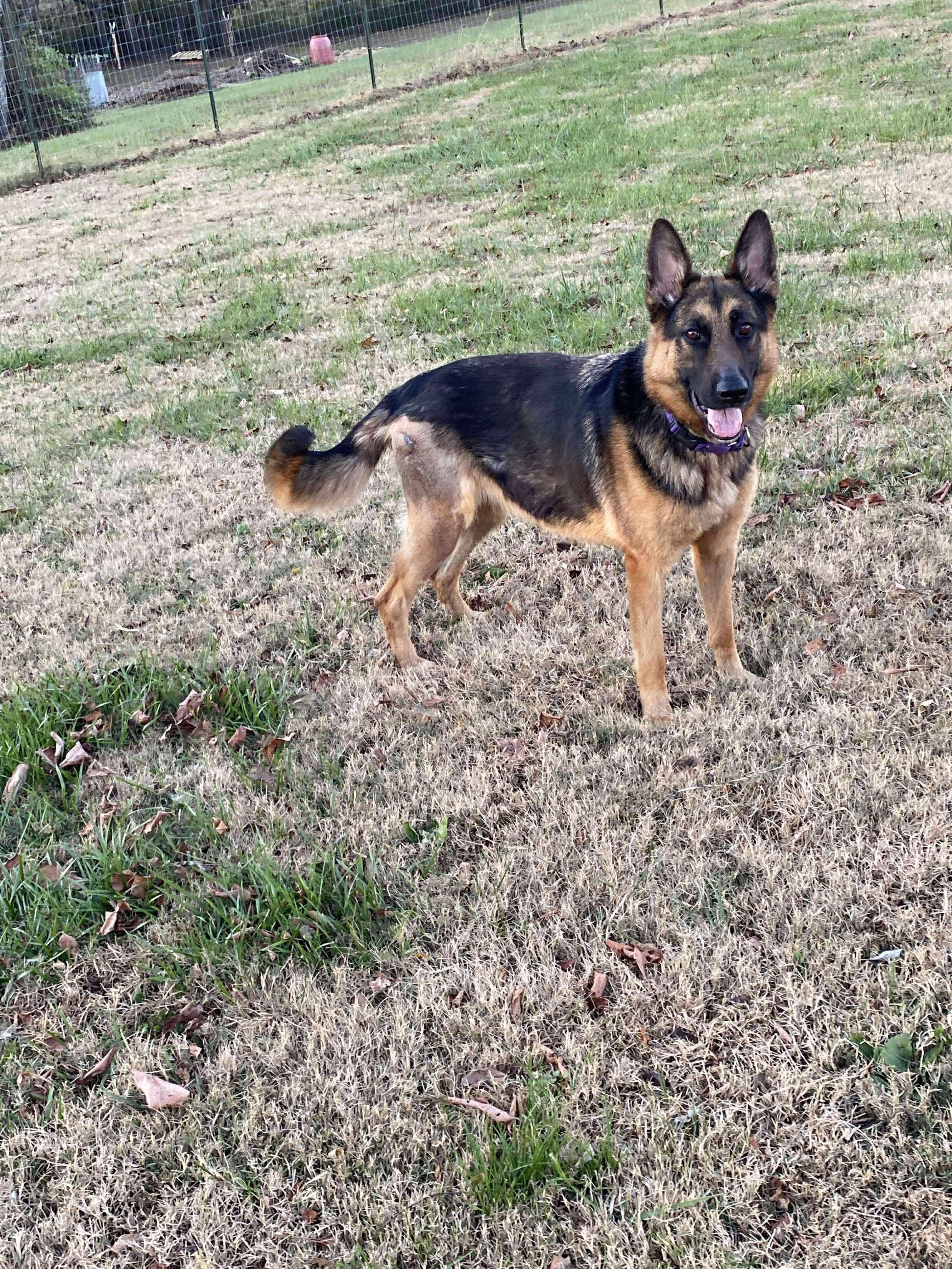 Naomi (CAT TOLERANT)