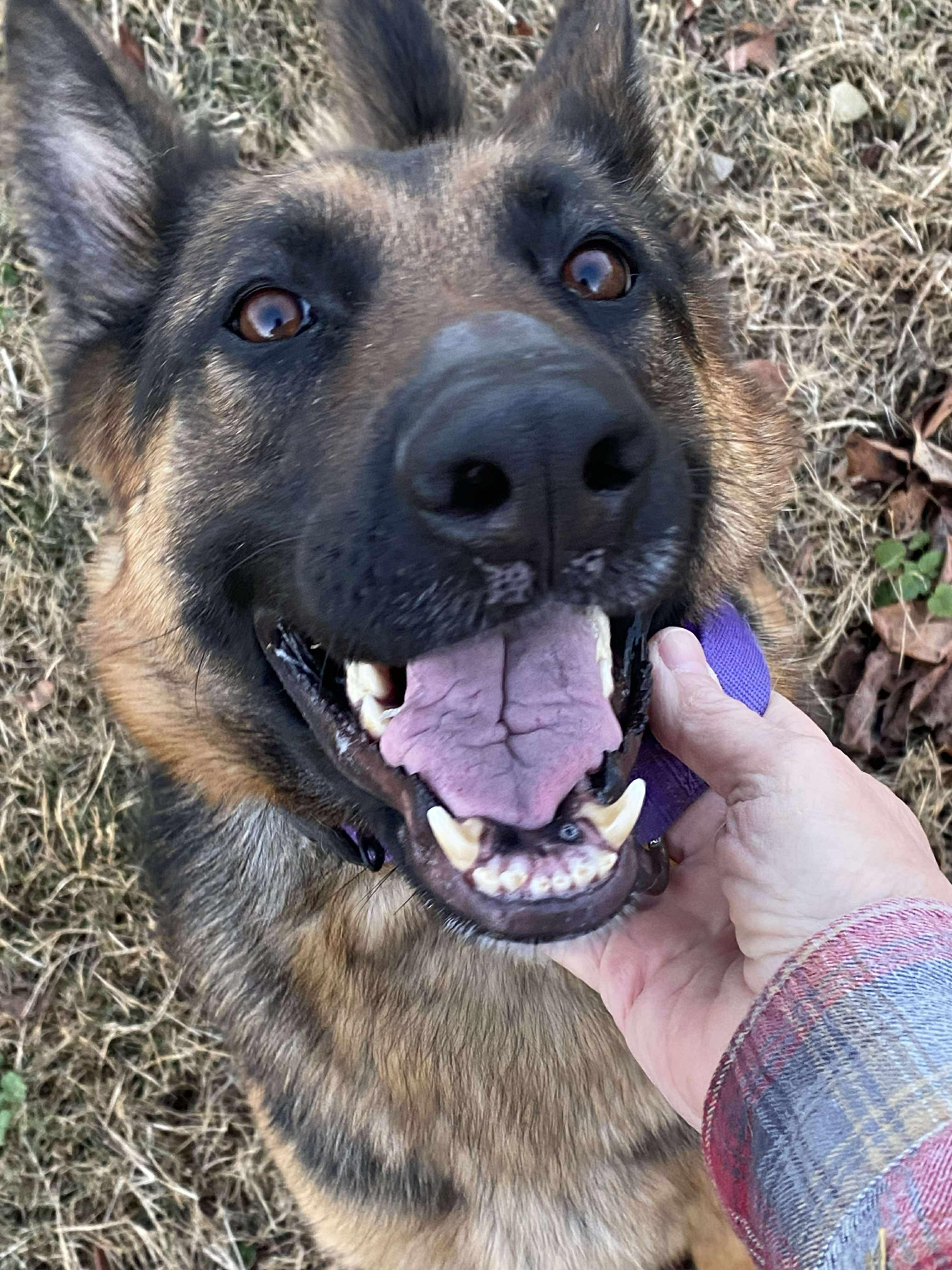 Naomi (CAT TOLERANT)