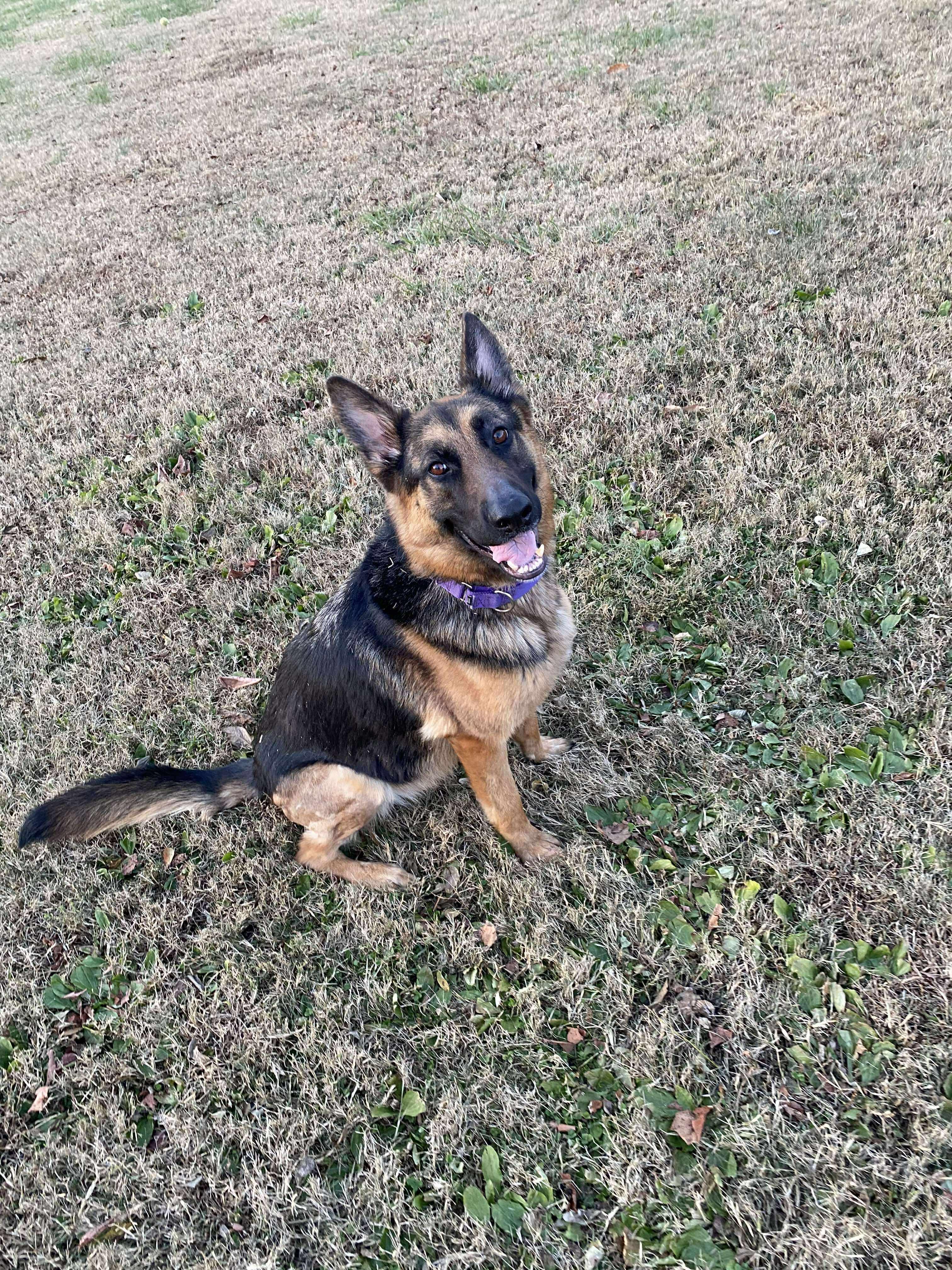 Naomi (CAT TOLERANT)