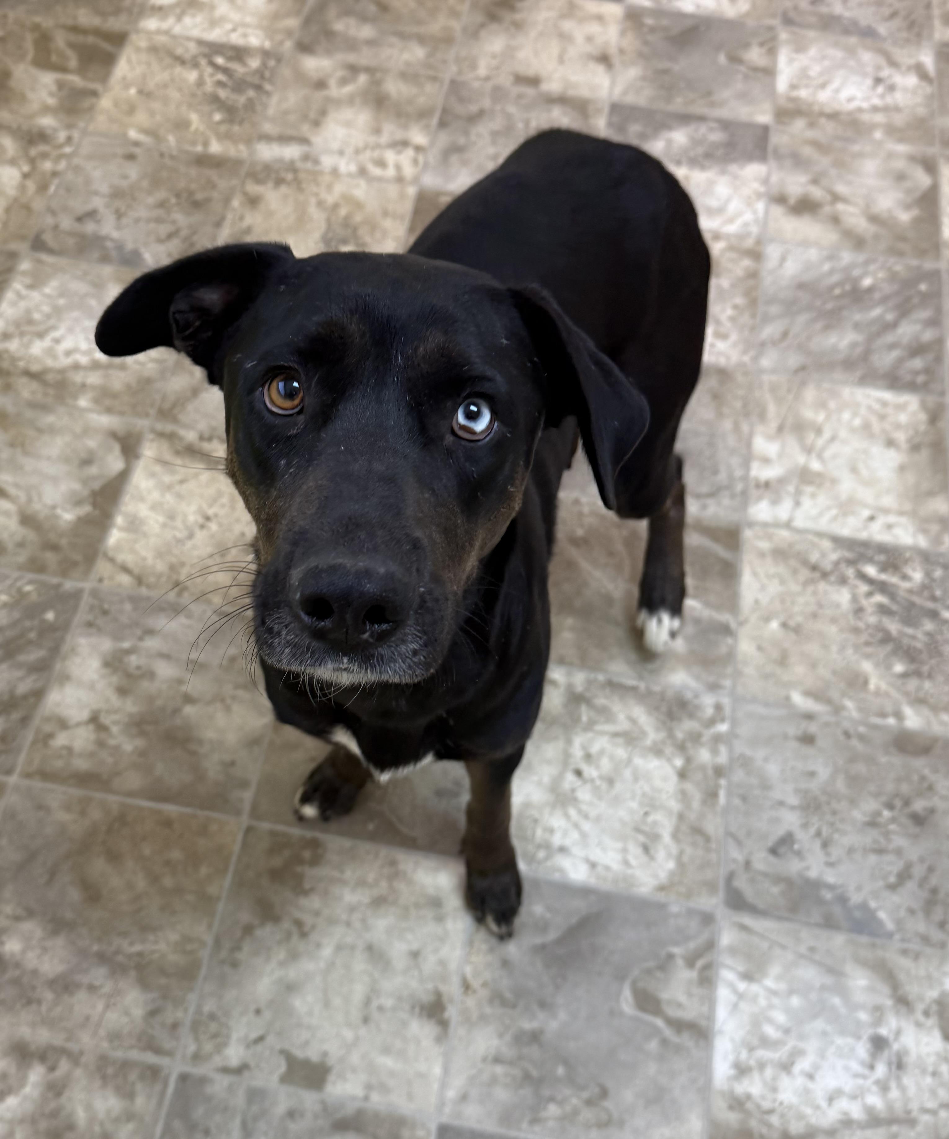 Janie, a Adoptable mixed breed in Hiawatha, KS image 1/6