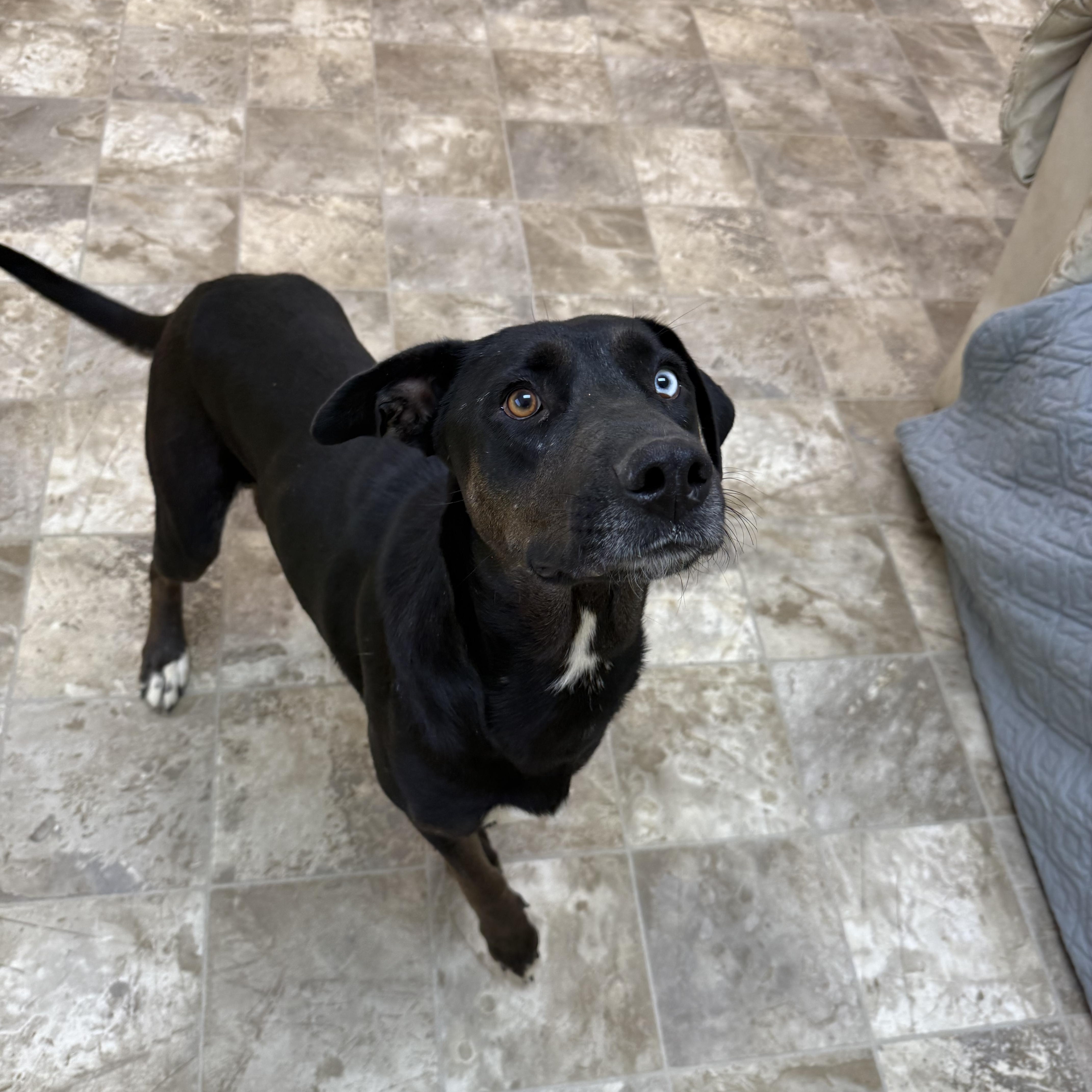 Janie, a Adoptable mixed breed in Hiawatha, KS image 5/6