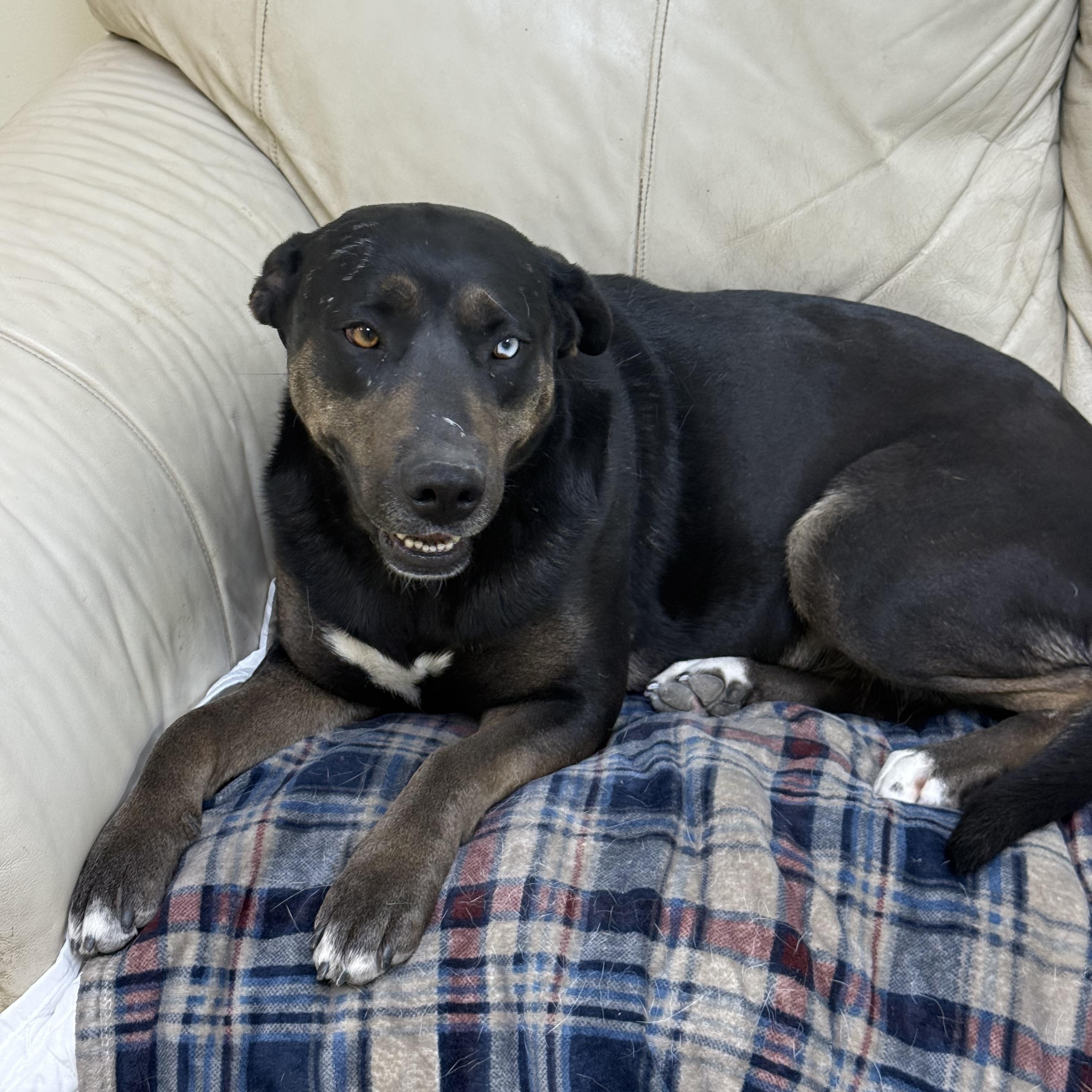 Janie, a Adoptable mixed breed in Hiawatha, KS image 3/6